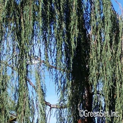 Weeping Juniper CU