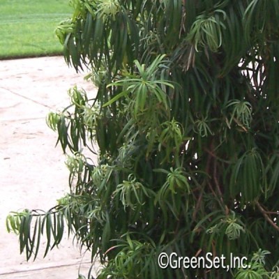 Podocarpus CU