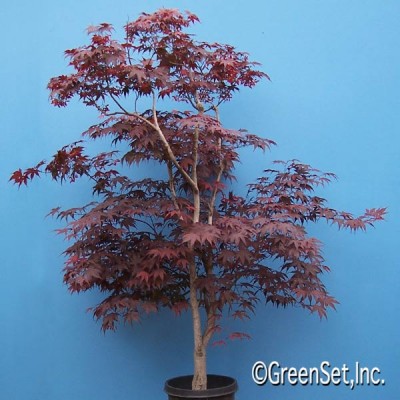 Red Japanese Maple Tree