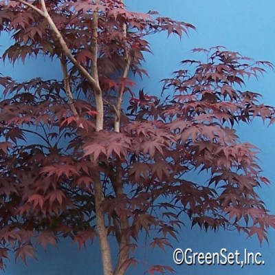 Red Japanese Maple Tree CU