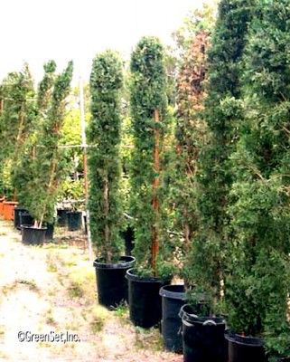 Italian Cypress