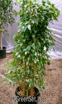 Ficus Benjamina