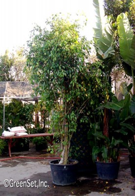 Ficus