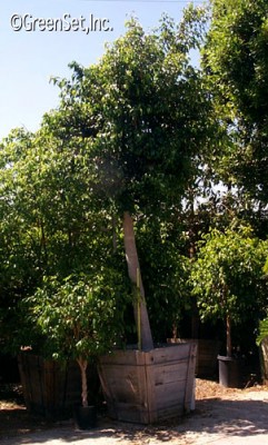 Ficus Benjamina