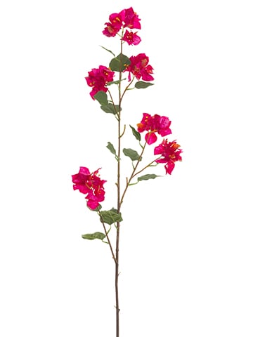 Bouganvillea Spray