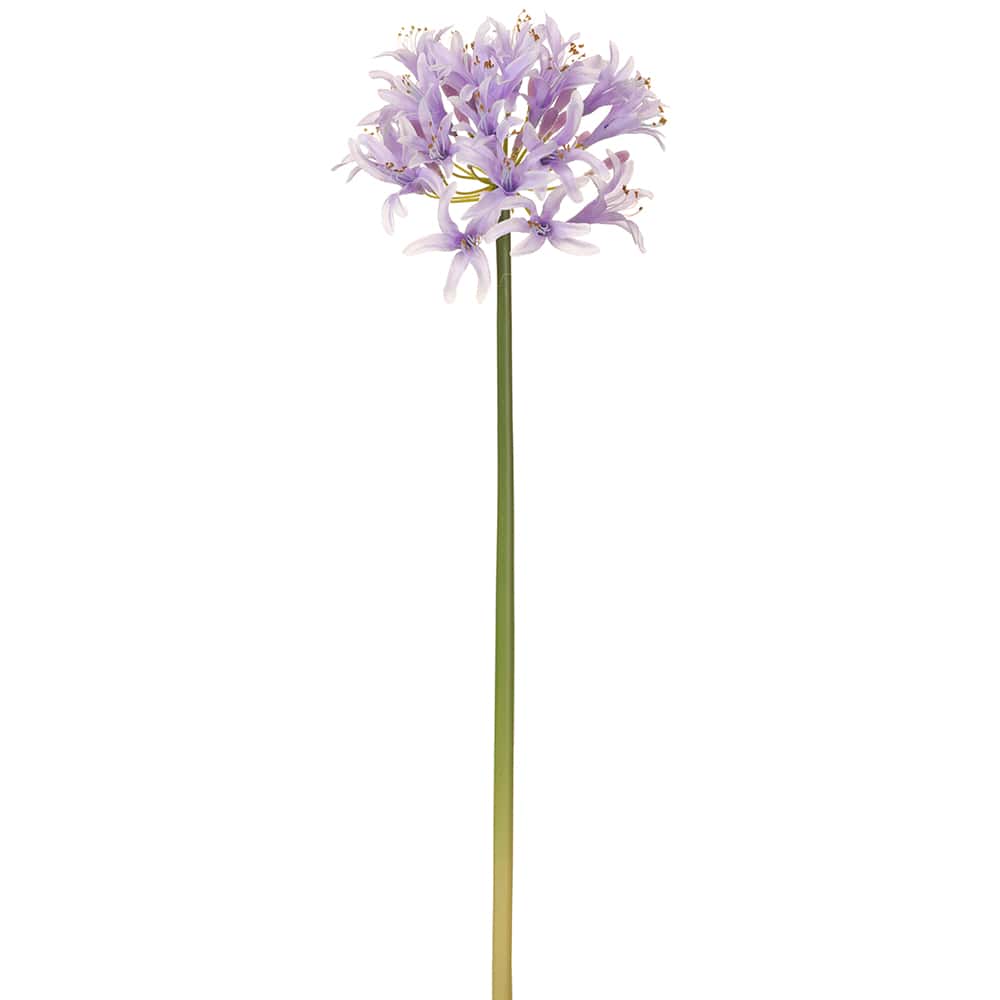 Agapanthus Spray