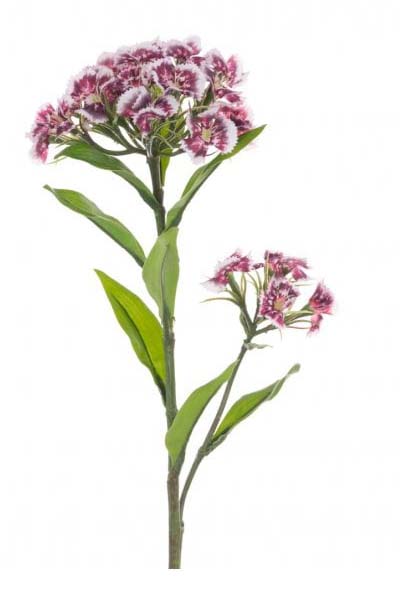 Sweet William Spray-Pink