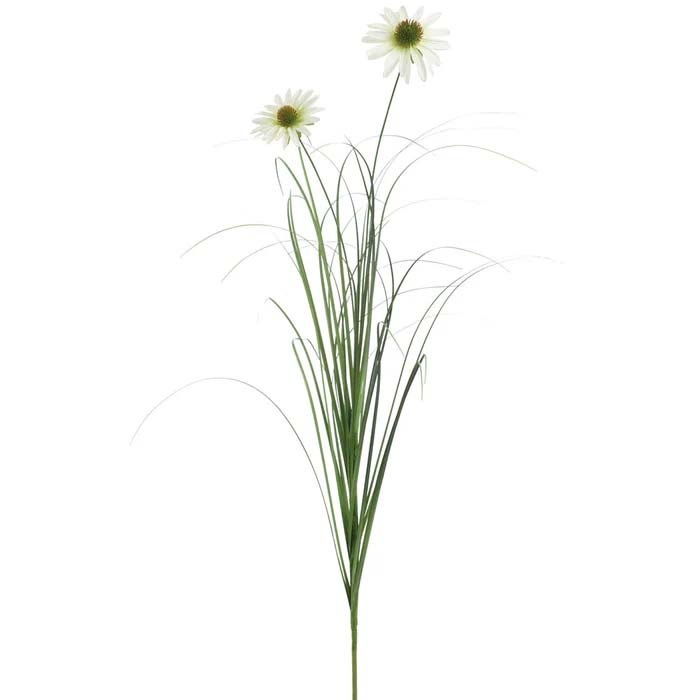 Black Susan Spray
