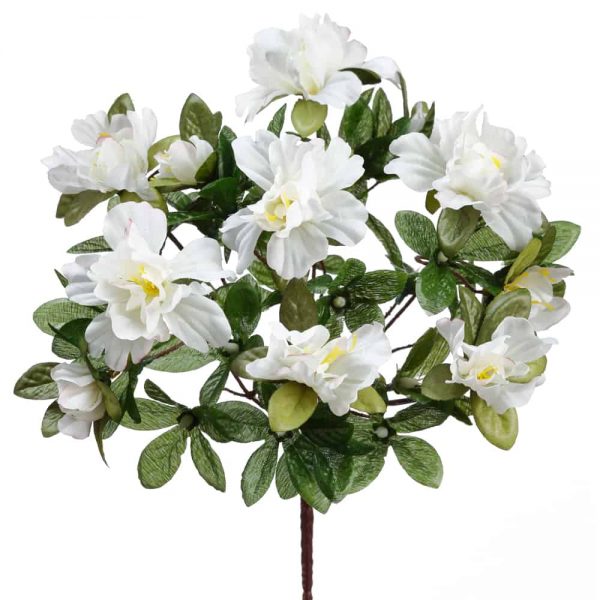 Azalea Bush