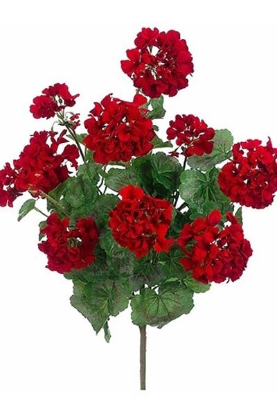 Geranium Bush