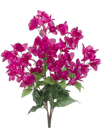 Bouganvillea Bush