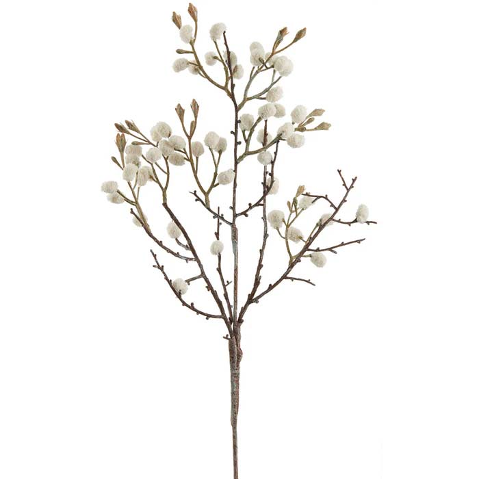 Pom Pom Bush