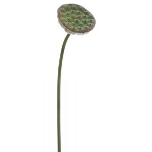 Lotus Pod Spray
