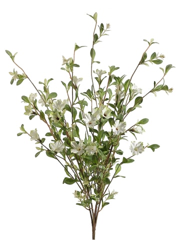 Petunia Bush