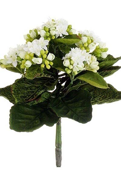 Kalanchoe Bush