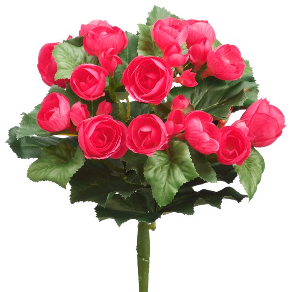 Begonia Bush-Red