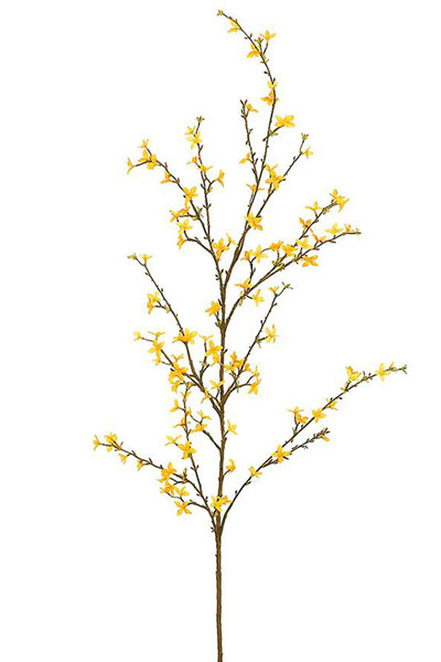 Forsythia Spray