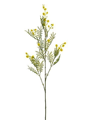 Mimosa Spray