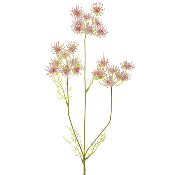 Queen Anne Lace