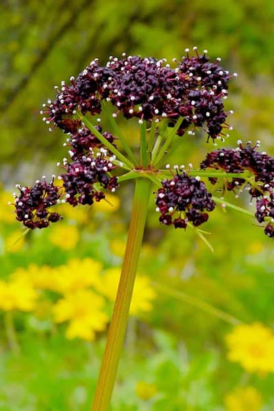 Fernleaf Biscuitroot