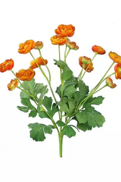 Ranunculus Bush