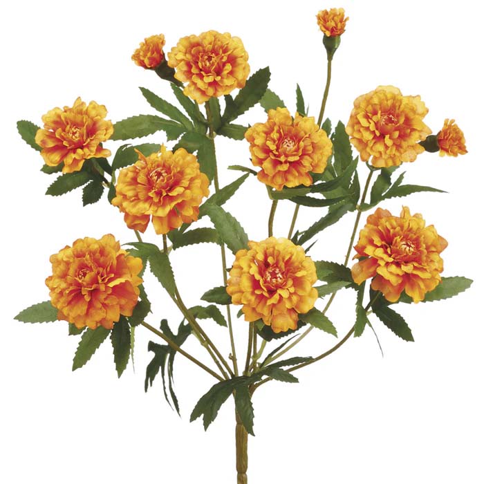 Marigold Bush
