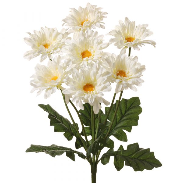 Gerber Daisy Bush