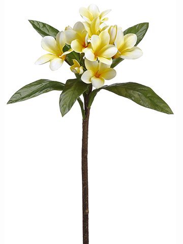 Plumeria Bush