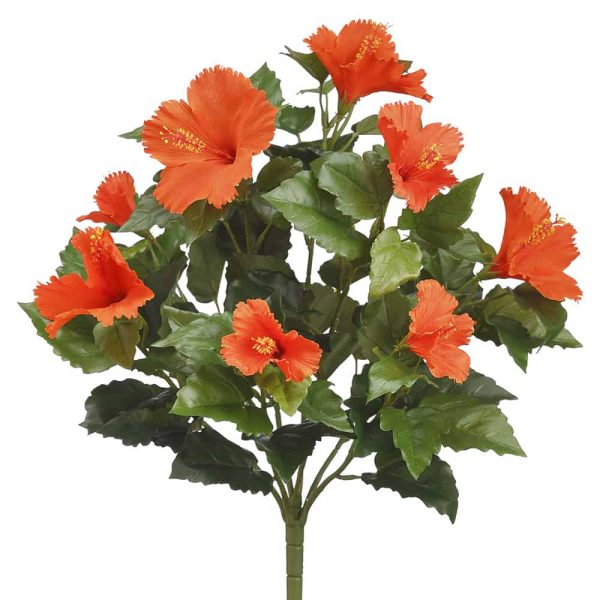 Hibiscus Cajun Bush