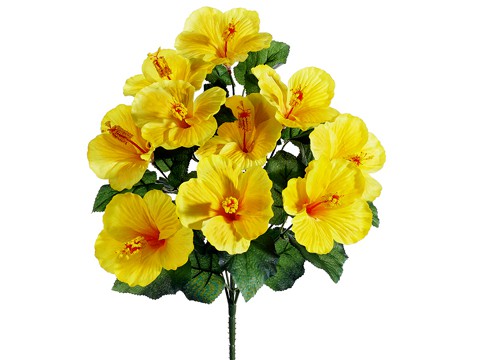 Hibiscus Bush