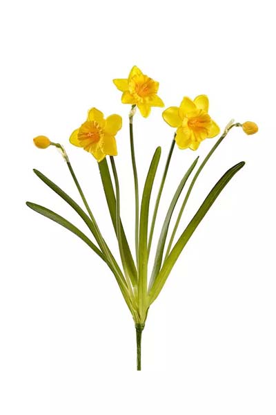Daffodil Bush