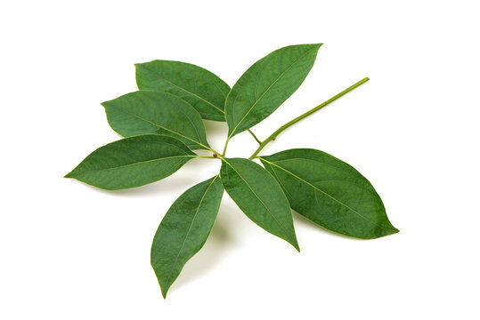 Camphor Spray