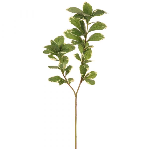 Pittosporum Spray