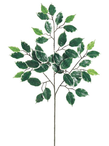 Ficus Varigated Spray