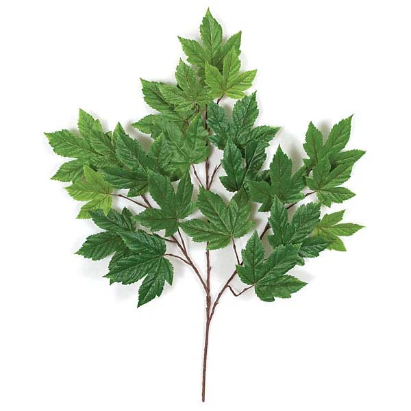 Sycamore Spray-Green