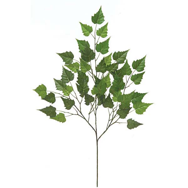 Birch Spray
