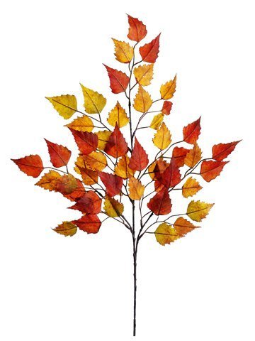 Birch Spray
