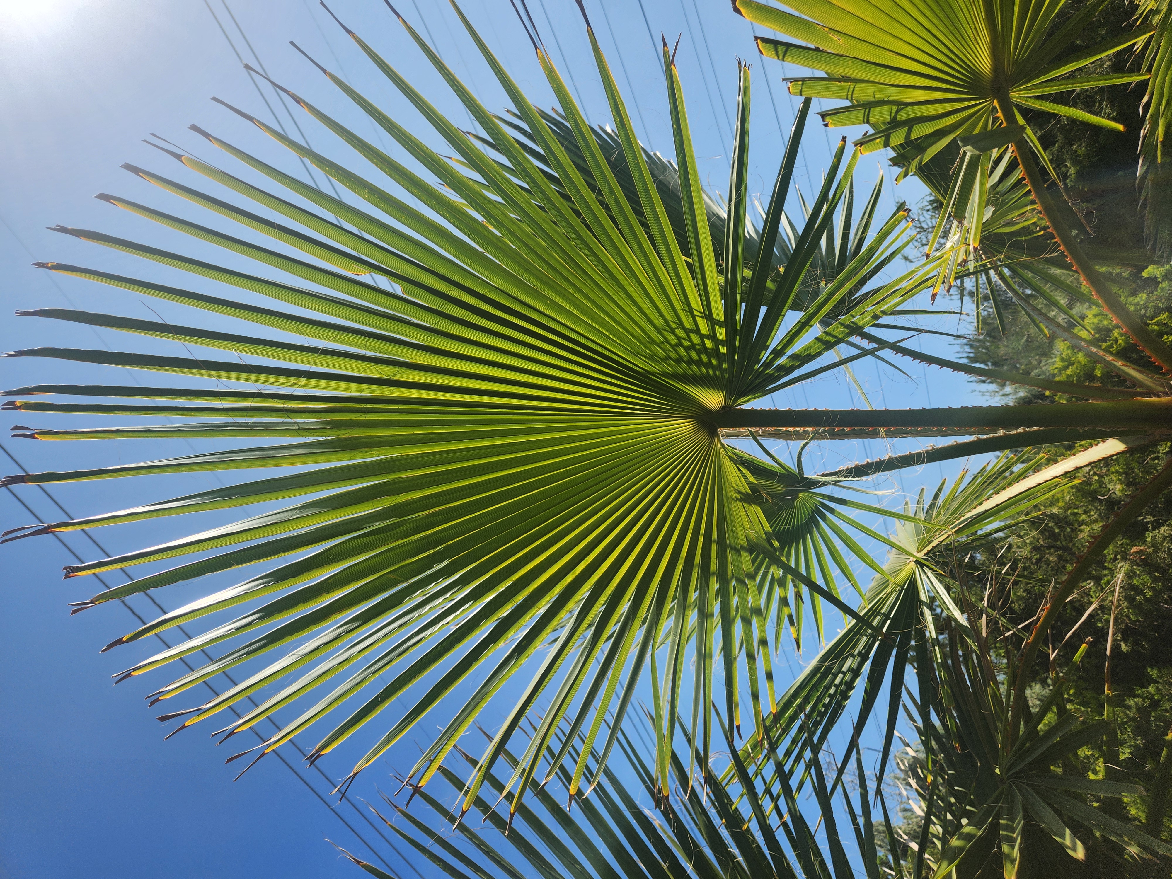 Fan Palm Frond