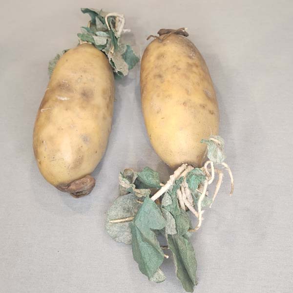 Potato