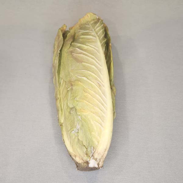 Romaine Lettuce