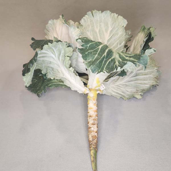 Cabbage