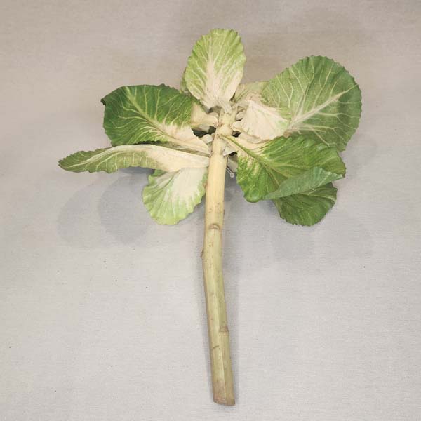 Flowering Cabbage