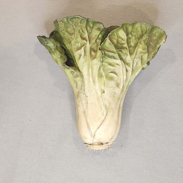 Cabbage, Green