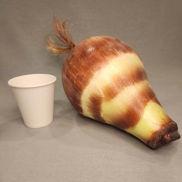 Oversized Onion