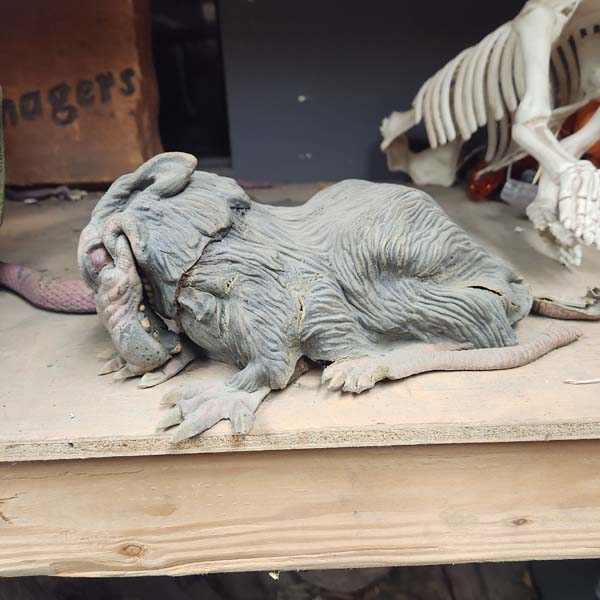 Roadkill possum
