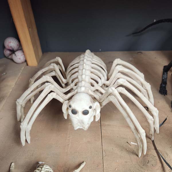 Medium spider skeleton 12 inch