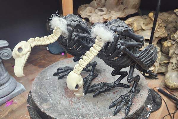 Black and white vulture skeleton