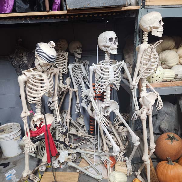 Human skeleton