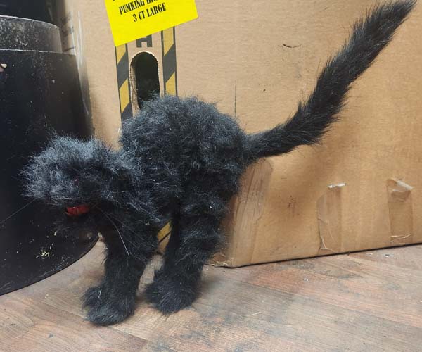 Black cat