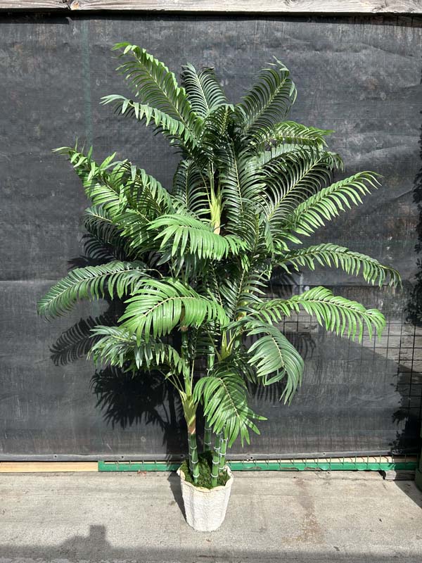 6ft Pinanga palm